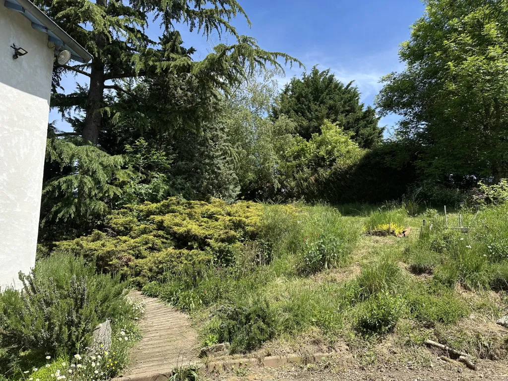 Cèdres et fleurs sur les hauteurs