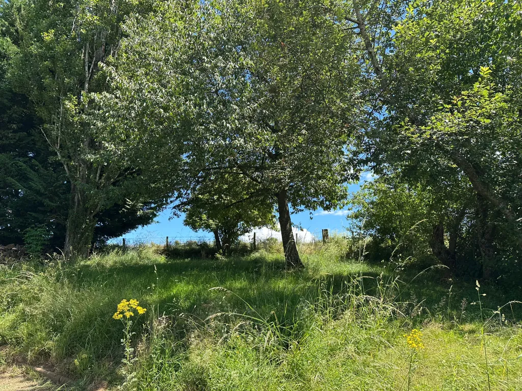Parc arboré — verdure